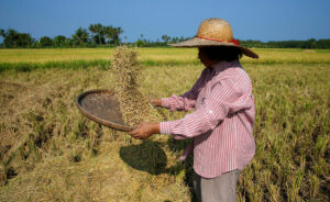  NFA approves palay buying prices topping out at P30/kg