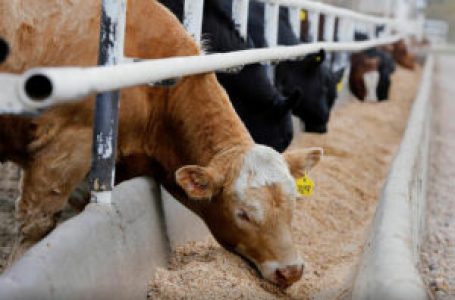 Livestock output seen rising even as El Niño batters feed crops