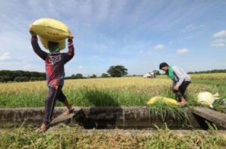 Agricultural output seen flat in Q1 as El Niño bites