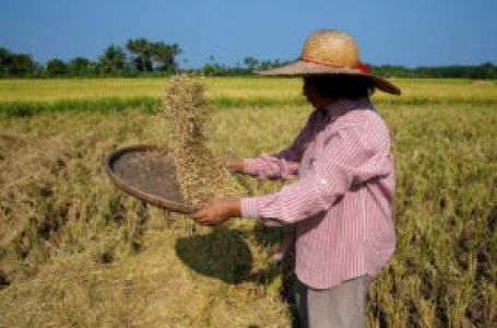 Palay production drops 2% in Q1