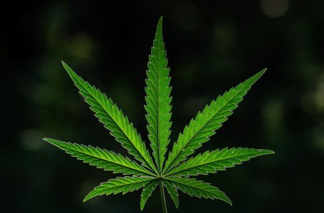 10 Biggest Cannabis Stocks in the US and Canada