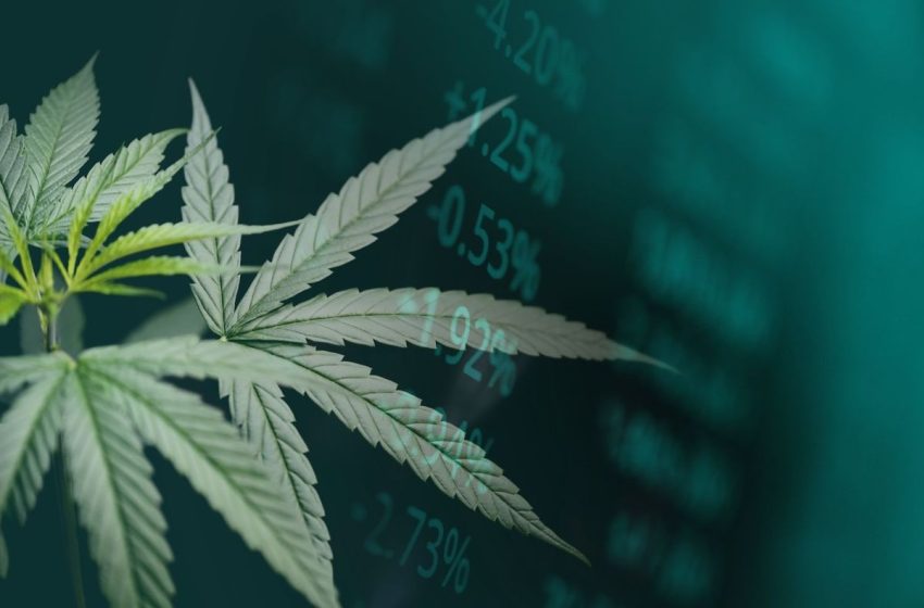  US Cannabis Sales Hit Record in October, Market Set to Reach US$55 Billion by 2030