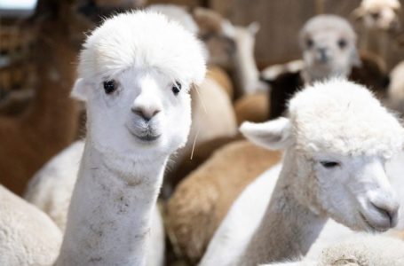 DOGE slashes nearly $1M for alpaca farming in Peru, other questionable grants in latest wasteful spending cut