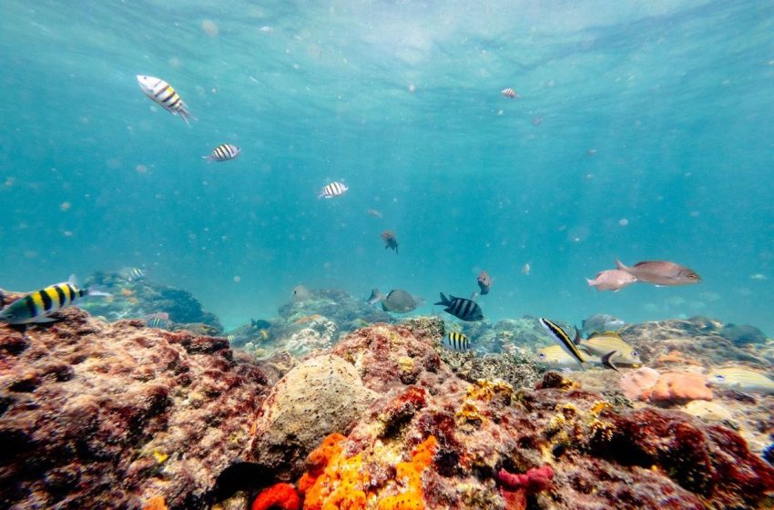 Deep-Sea Crisis: Can the ISA Regain Control of the Deep Ocean?