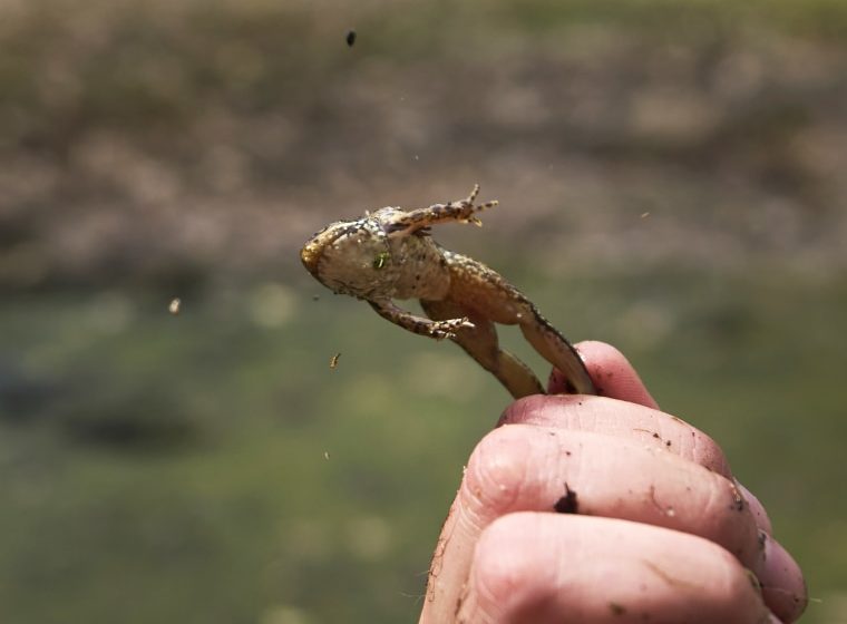 AI detects sound of frog species threatened in Southern California